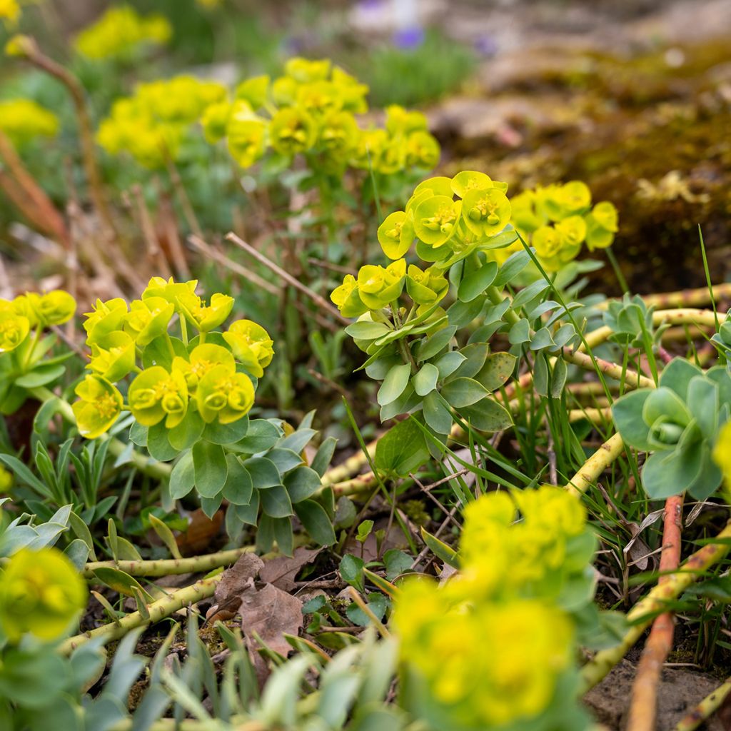 Euphorbe, Euphorbia nicaeensis