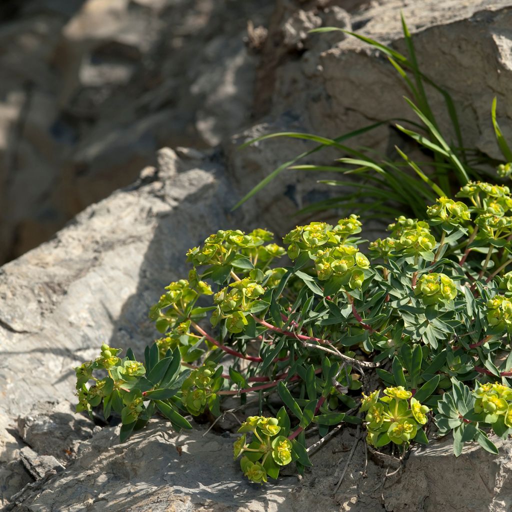 Euphorbe, Euphorbia nicaeensis