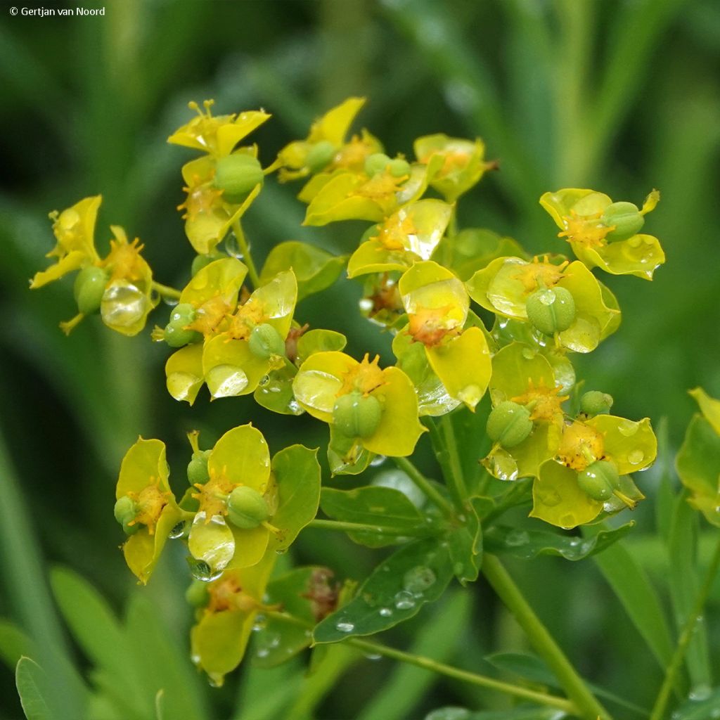 Euphorbe, Euphorbia pseudovirgata