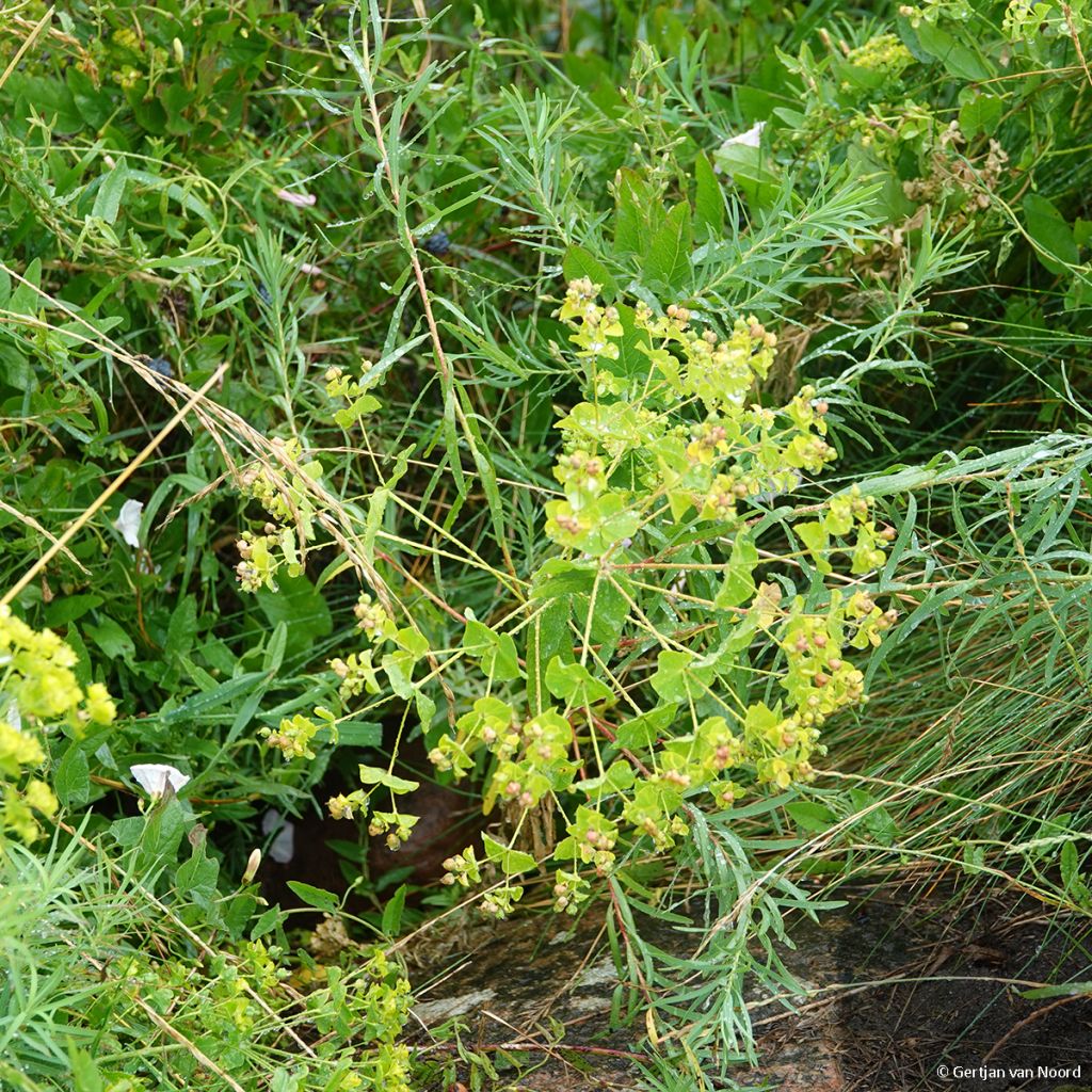 Euphorbe, Euphorbia pseudovirgata