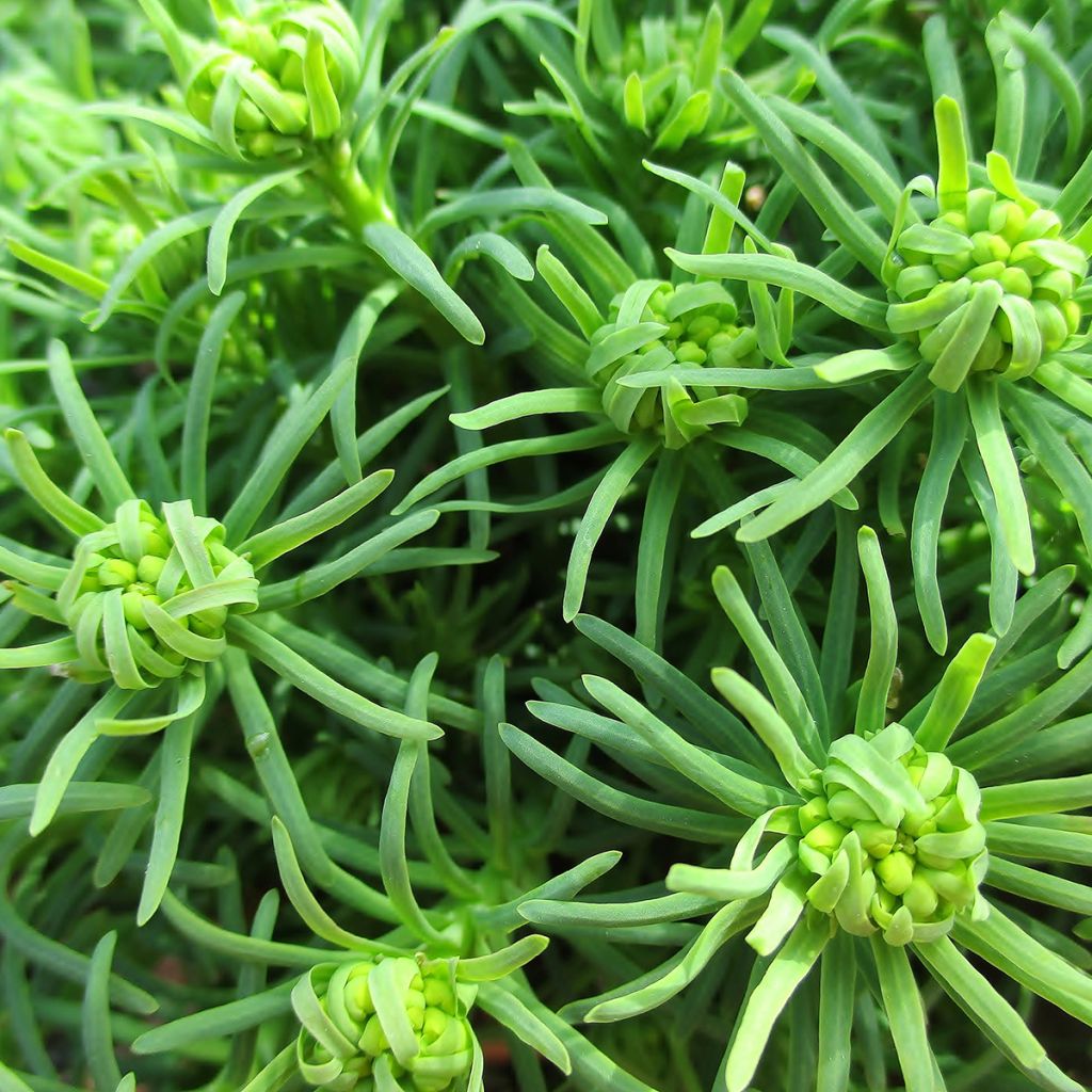 Euphorbe Petit-Cyprès - Euphorbia cyparissias