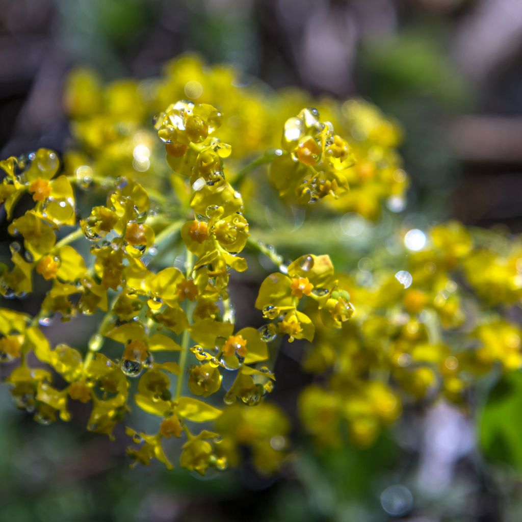 Euphorbe Petit-Cyprès - Euphorbia cyparissias