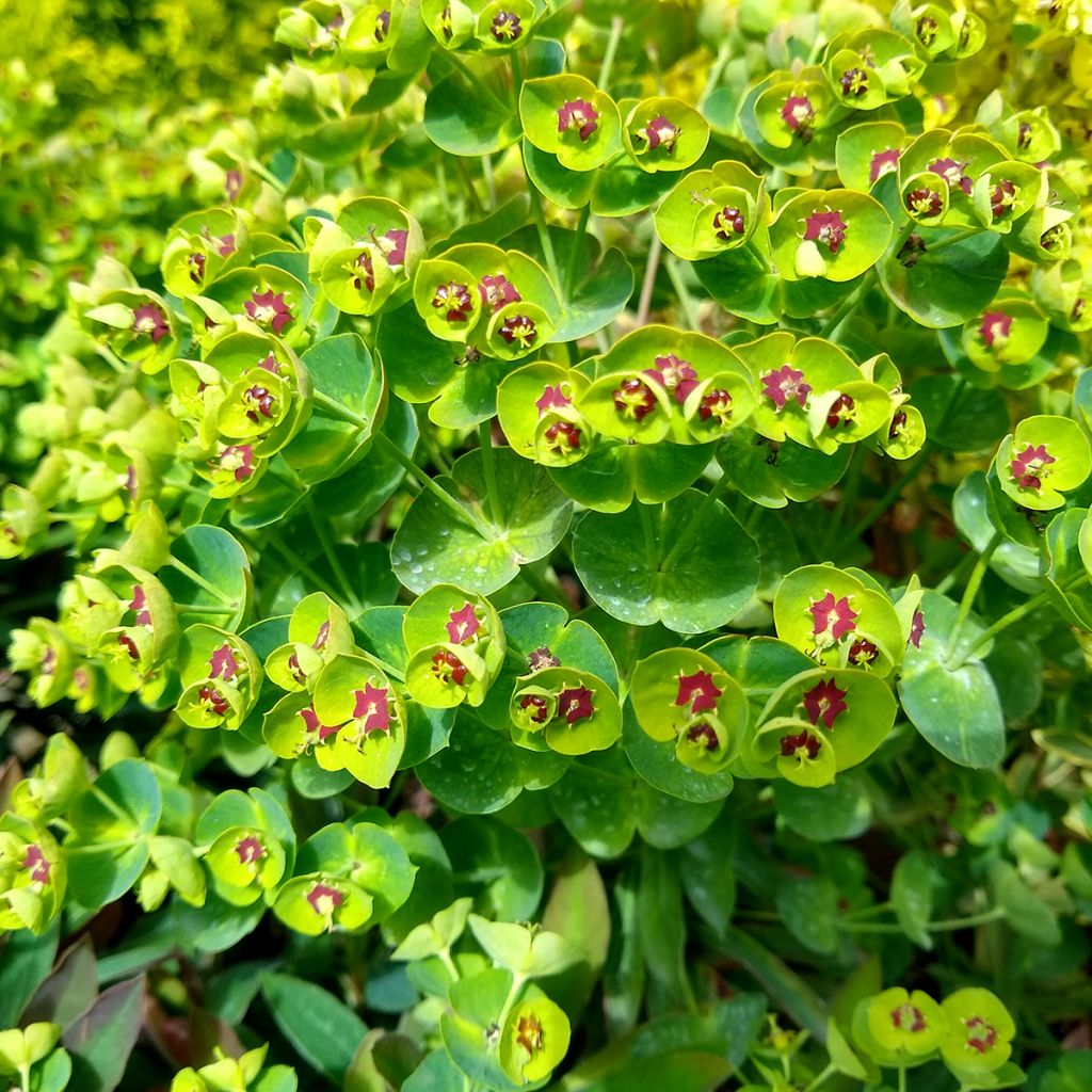 Euphorbe Redwing 'Charam'