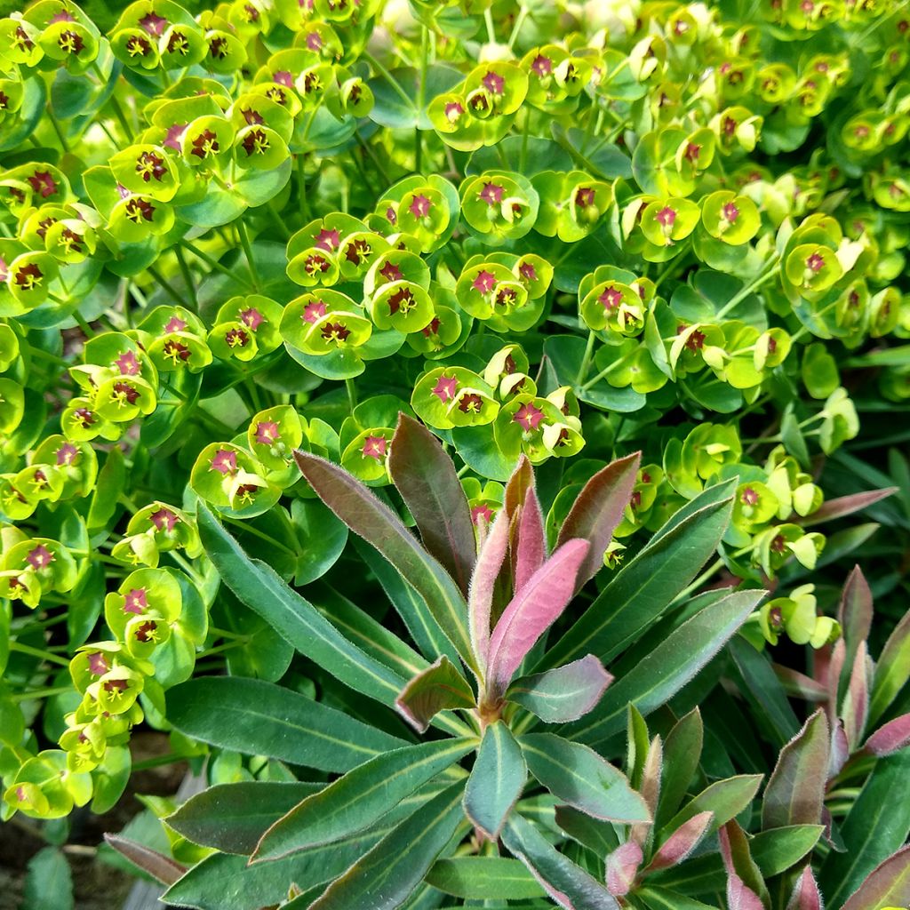 Euphorbe Redwing 'Charam'