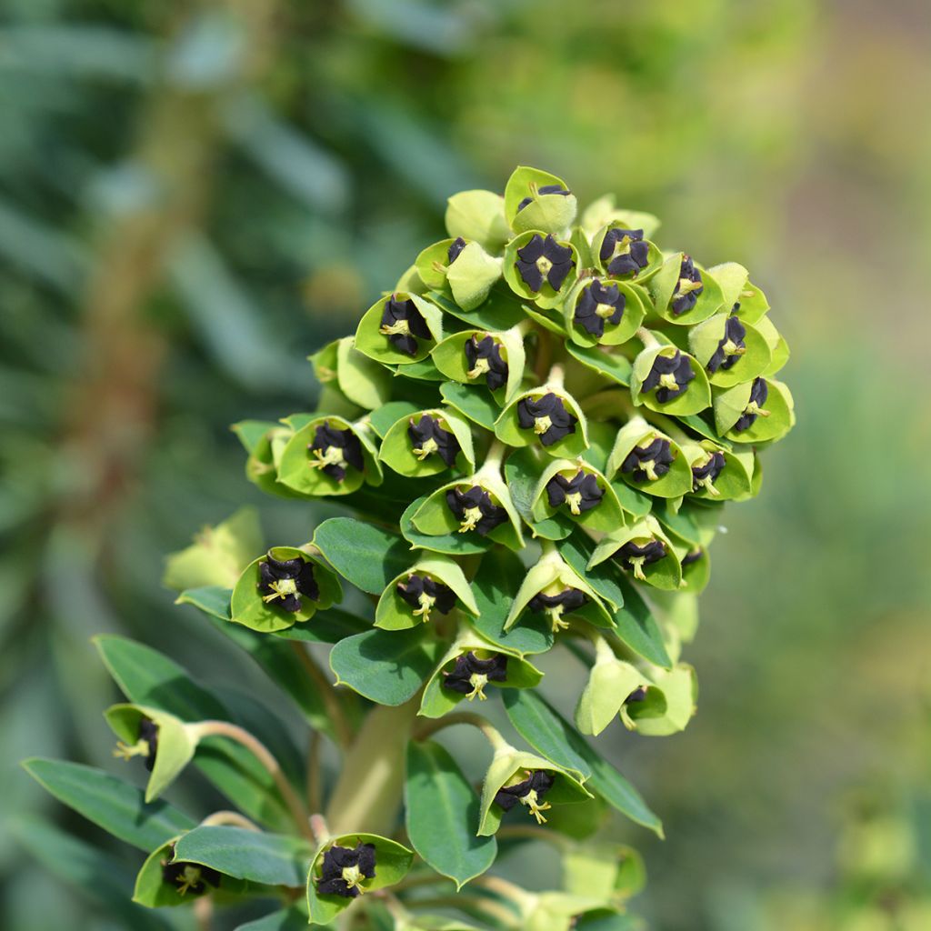 Euphorbe characias Black Pearl