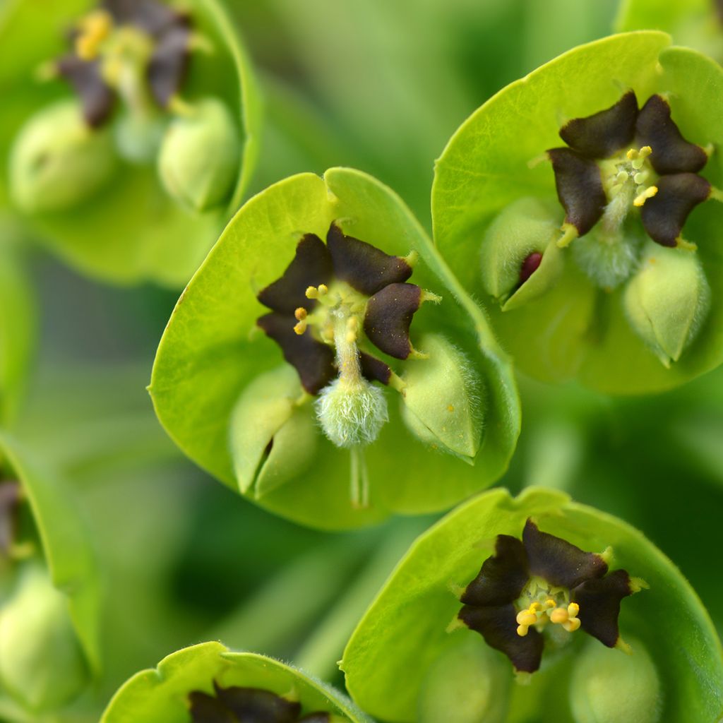 Euphorbe characias Black Pearl