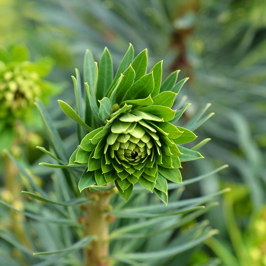 Euphorbe characias Black Pearl