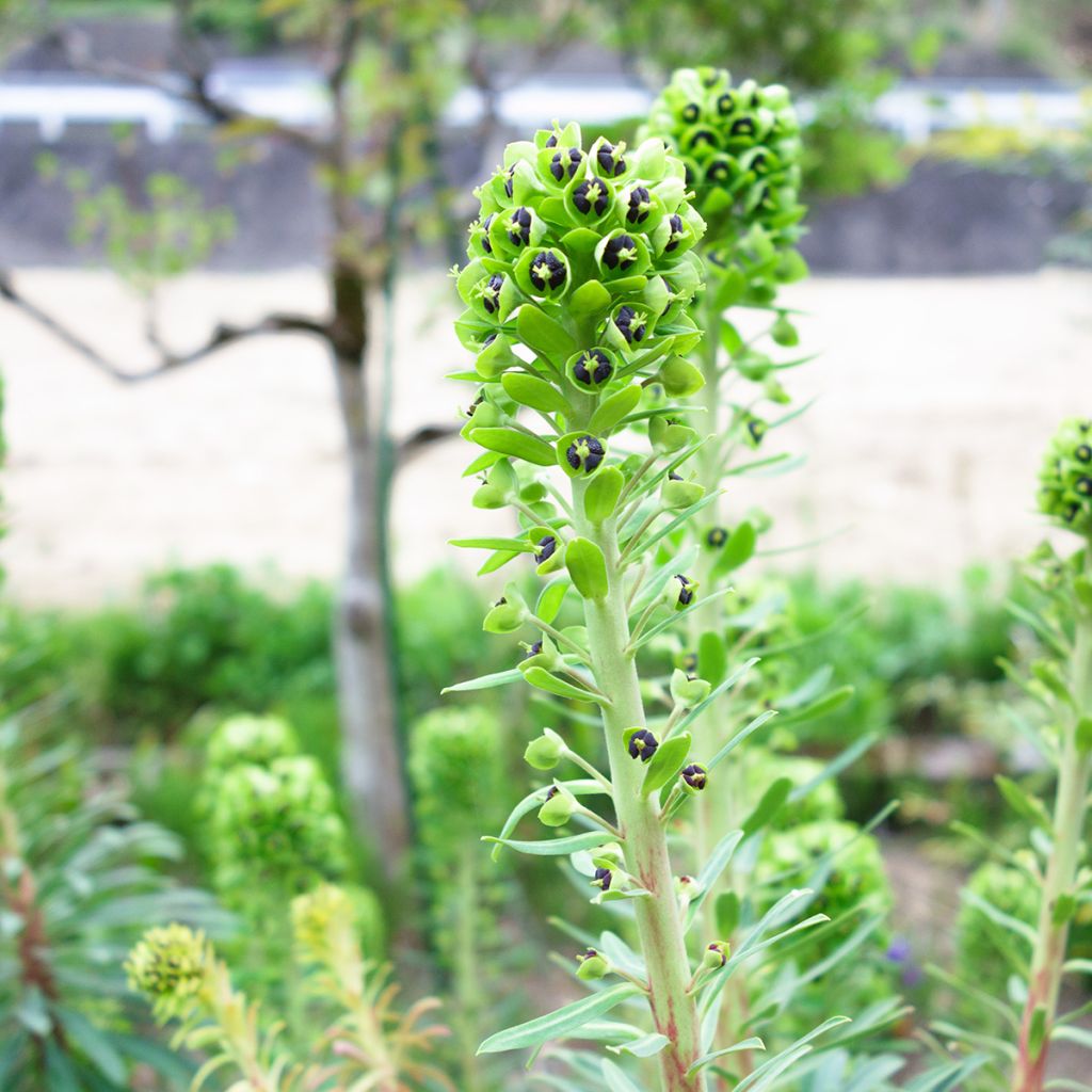 Euphorbe characias Black Pearl