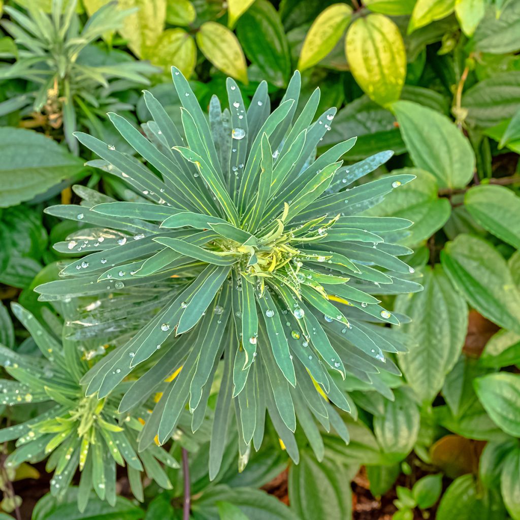 Euphorbe characias Black Pearl