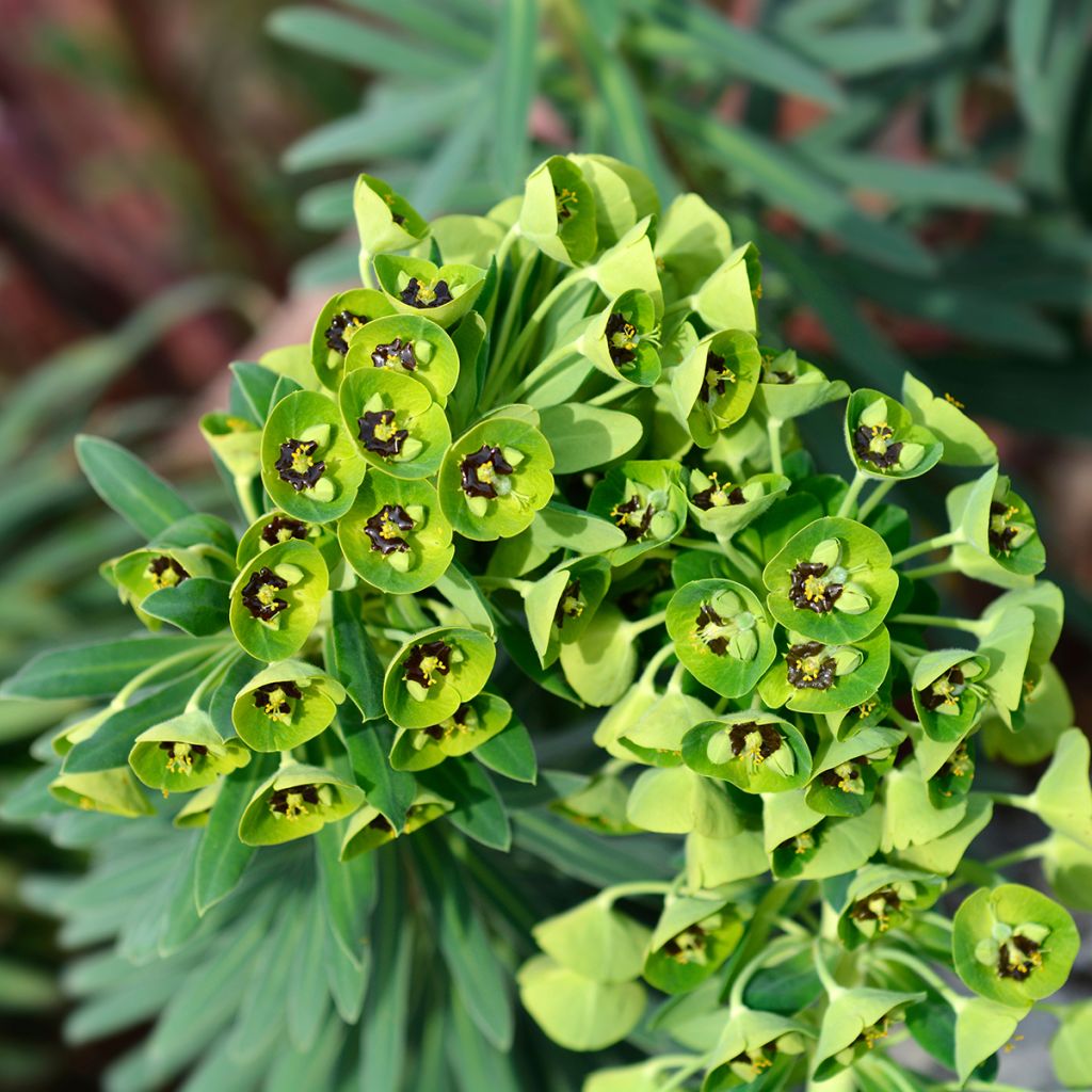 Euphorbe characias Black Pearl