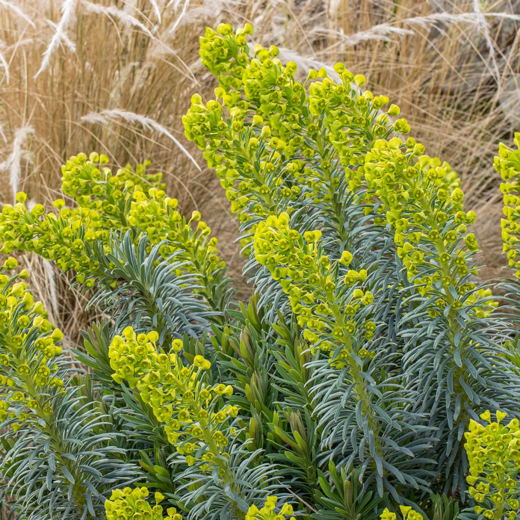 Euphorbe characias Humpty Dumpty