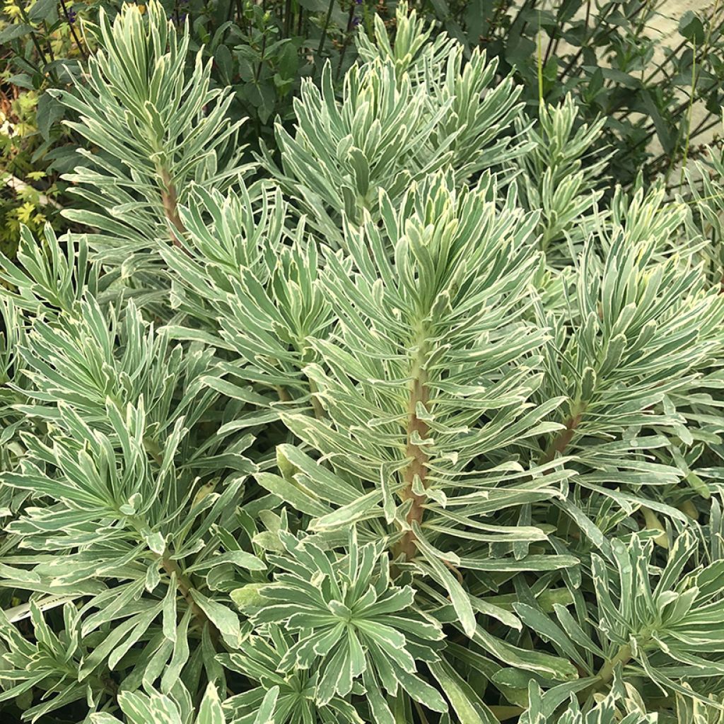 Euphorbe characias Wilcott (Silver Swan)