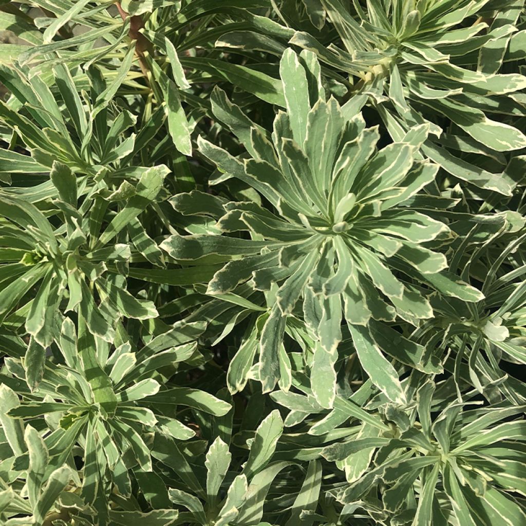 Euphorbe characias Wilcott (Silver Swan)