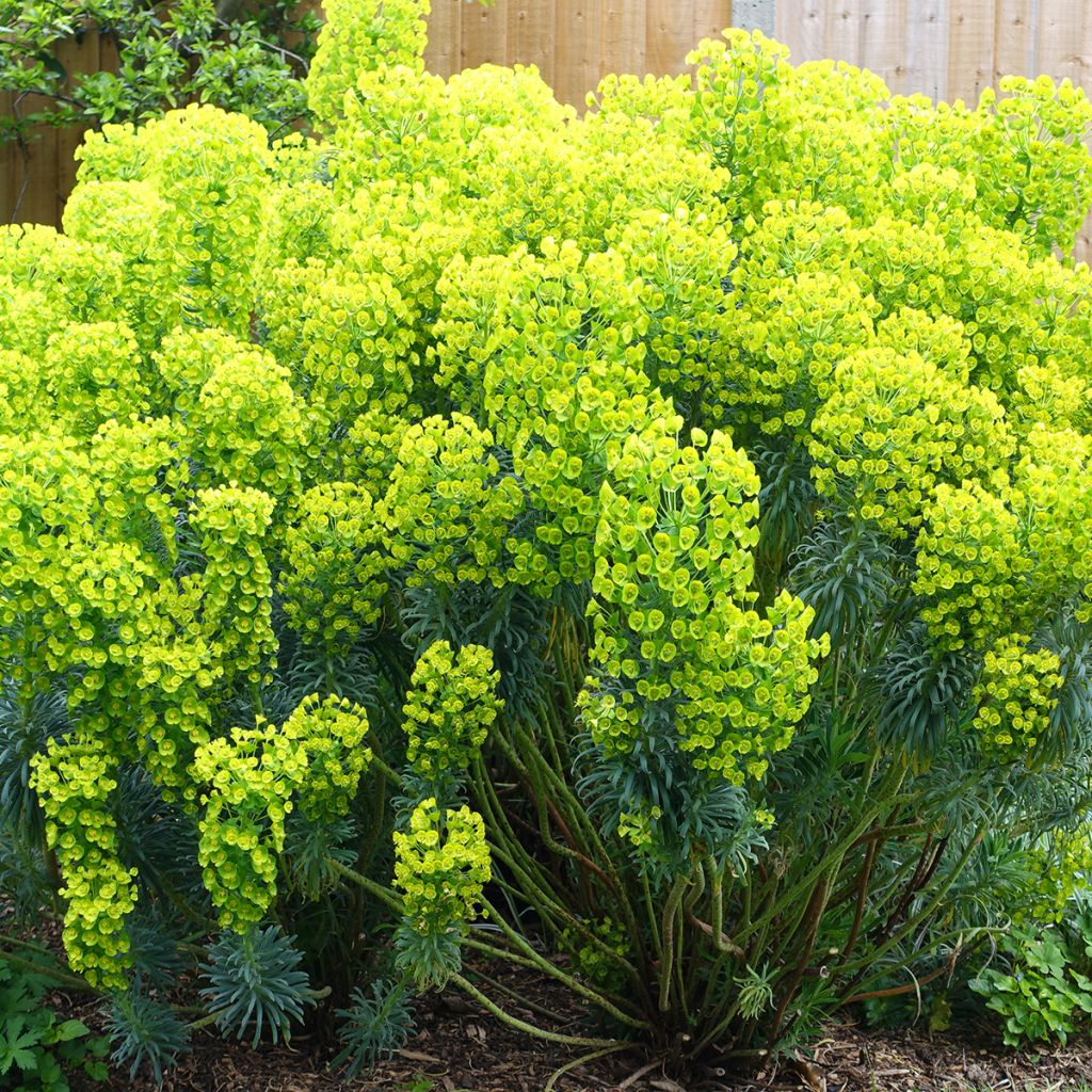 Euphorbe characias ssp. wulfenii