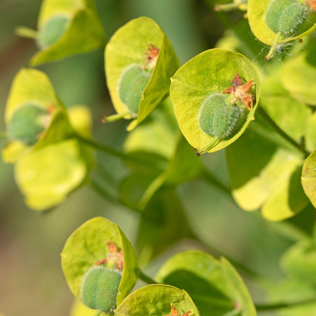 Euphorbe characias ssp. wulfenii