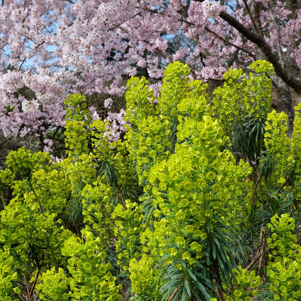 Euphorbe characias ssp. wulfenii