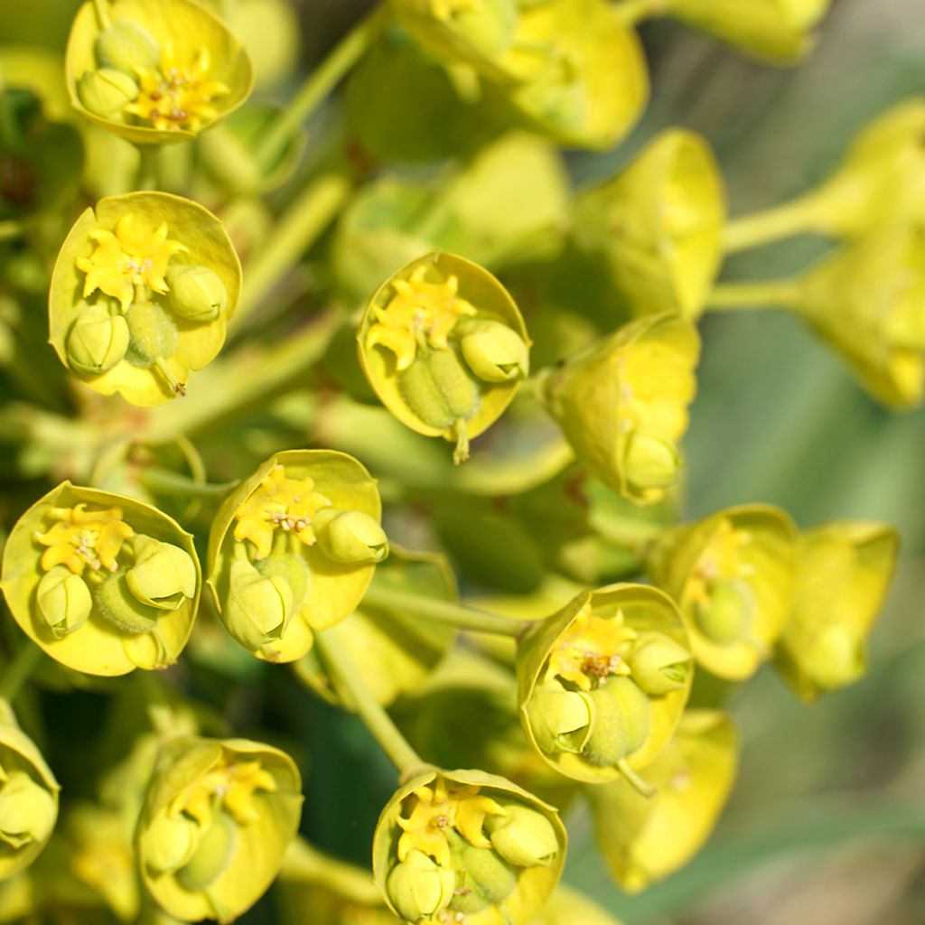 Euphorbe characias ssp. wulfenii