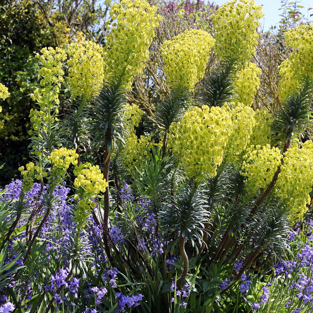 Euphorbe characias ssp. wulfenii