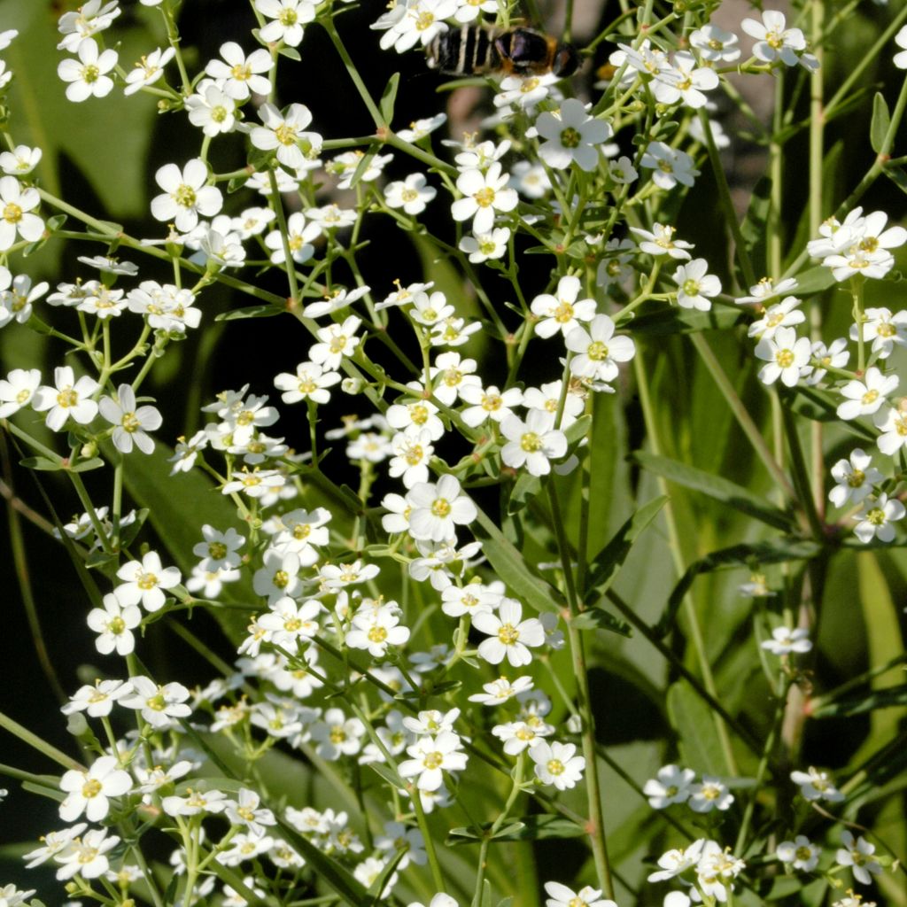 Euphorbe, Euphorbia corollata
