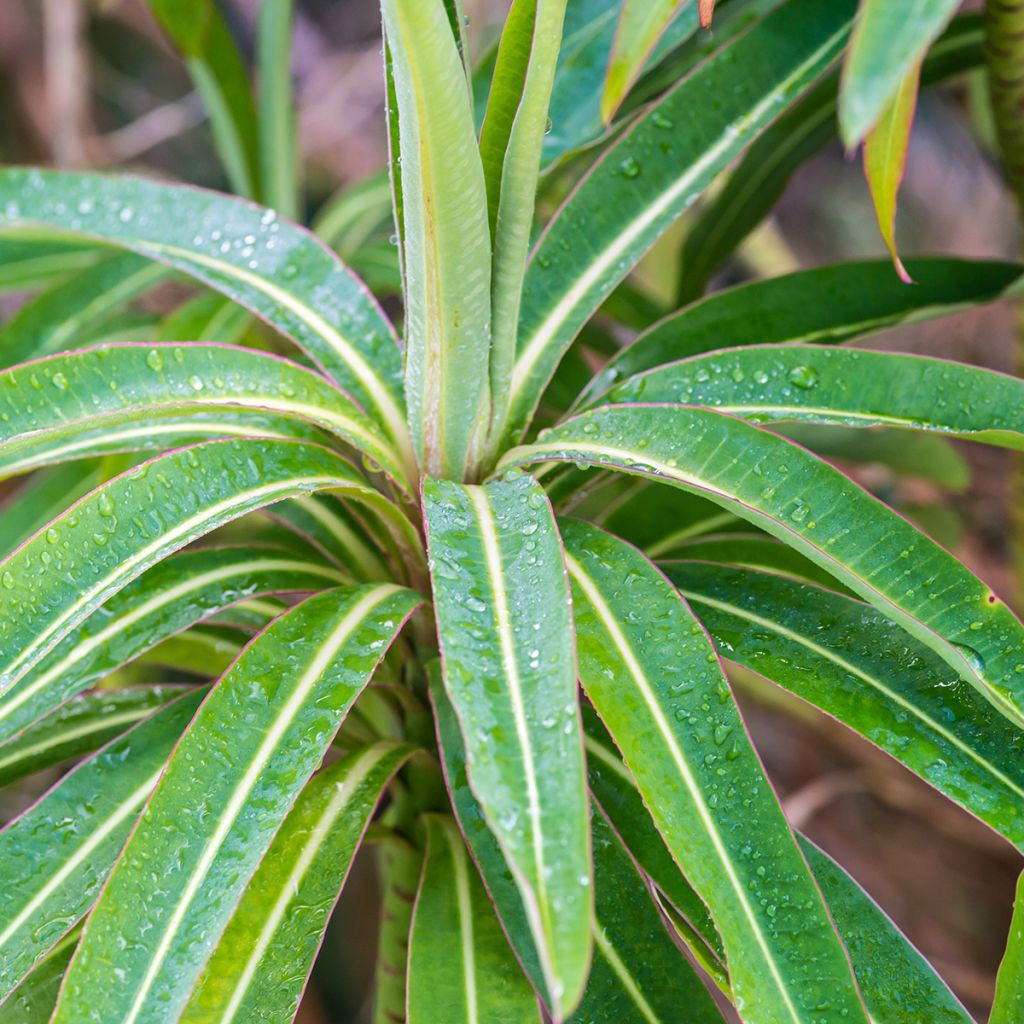 Euphorbe mellifère - Euphorbia mellifera