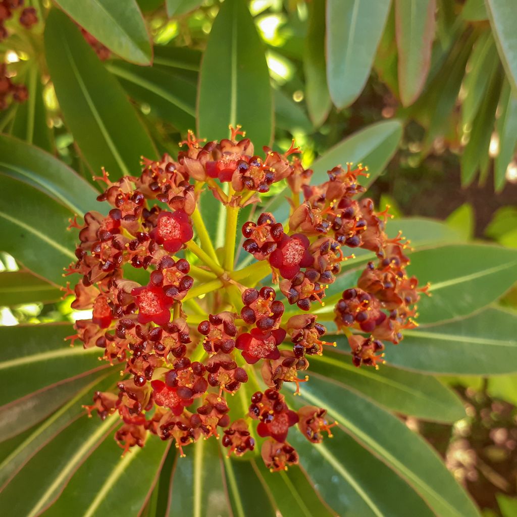 Euphorbe mellifère - Euphorbia mellifera