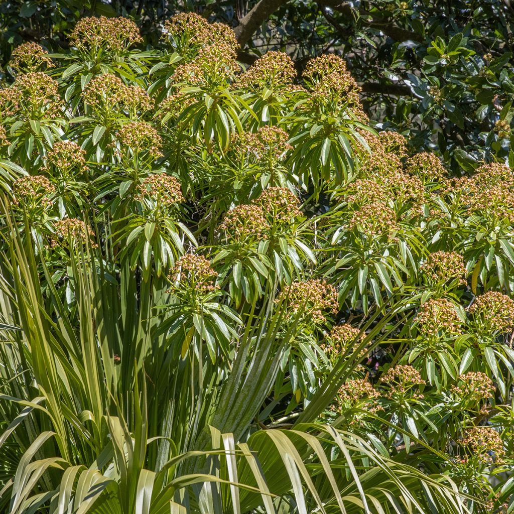 Euphorbe mellifère - Euphorbia mellifera