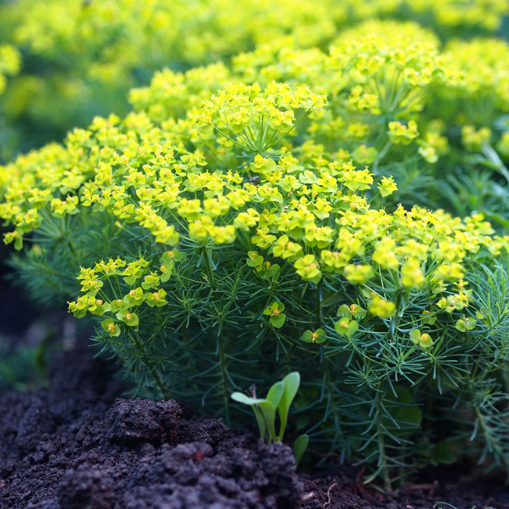 Euphorbe petit-cyprès Clarice Howard - Euphorbia cyparissias