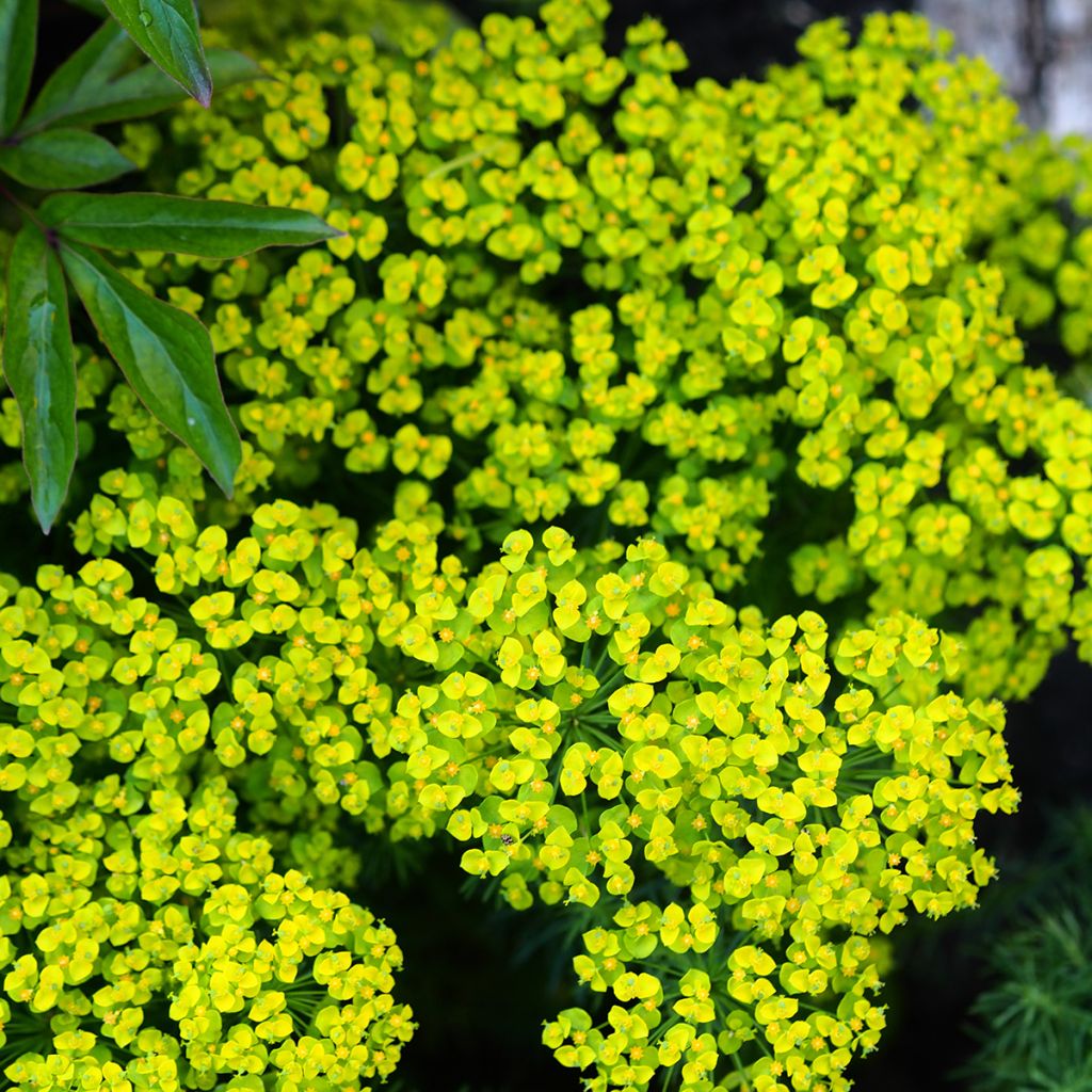 Euphorbe petit-cyprès Clarice Howard - Euphorbia cyparissias