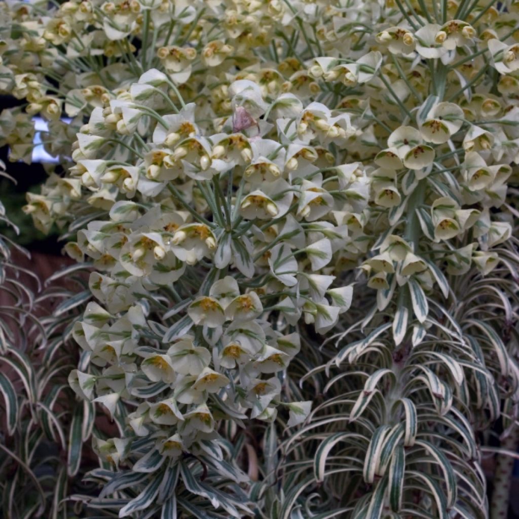 Euphorbia characias Tasmanian Tiger - Euphorbe panachée