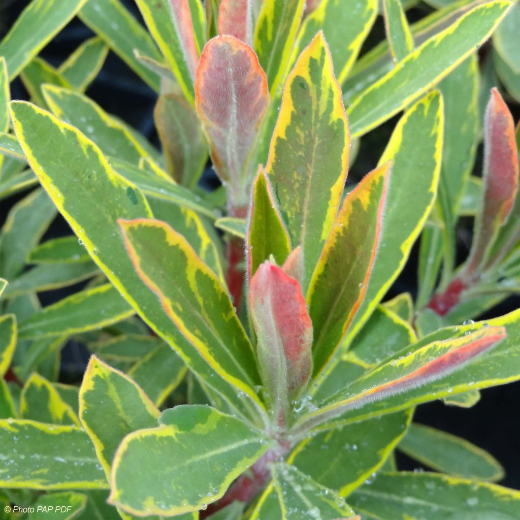 Euphorbia amygdaloides Ascot Rainbow - Euphorbe de Martin