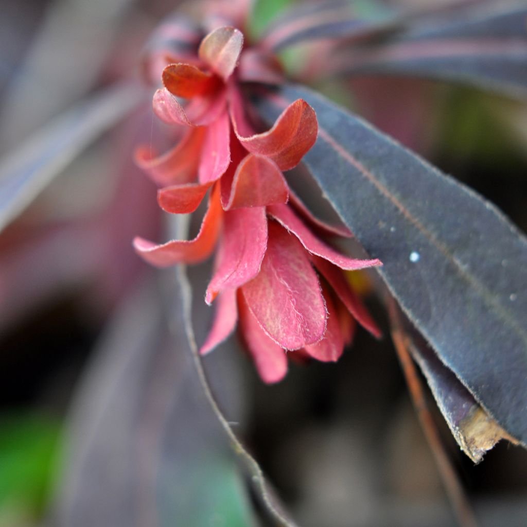 Euphorbia amygdaloides purpurea - Euphorbe des bois pourpre