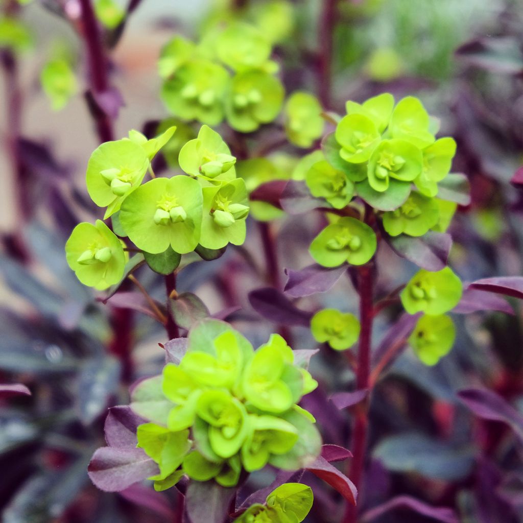 Euphorbia amygdaloides purpurea - Euphorbe des bois pourpre