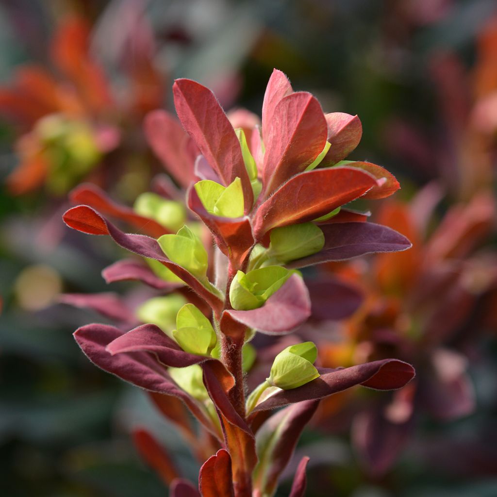 Euphorbia amygdaloides purpurea - Euphorbe des bois pourpre