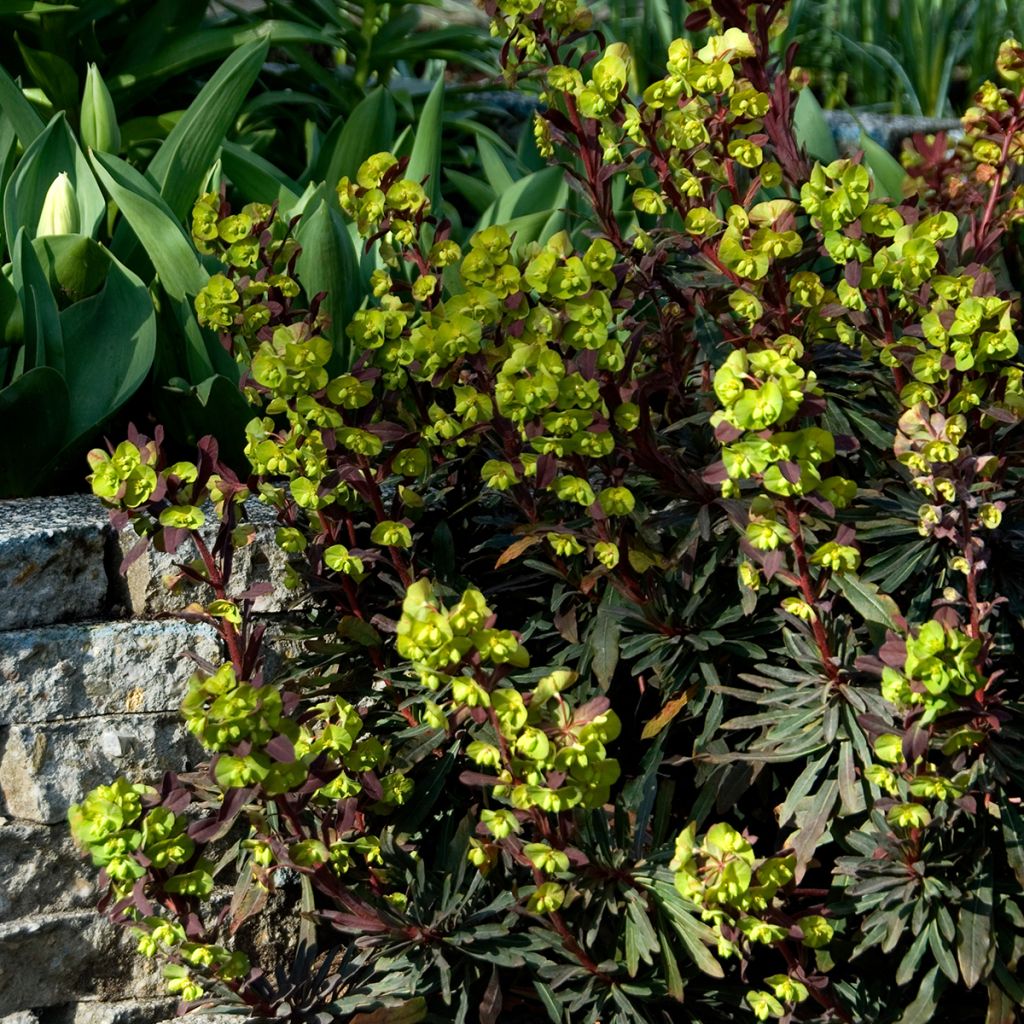 Euphorbia amygdaloides purpurea - Euphorbe des bois pourpre