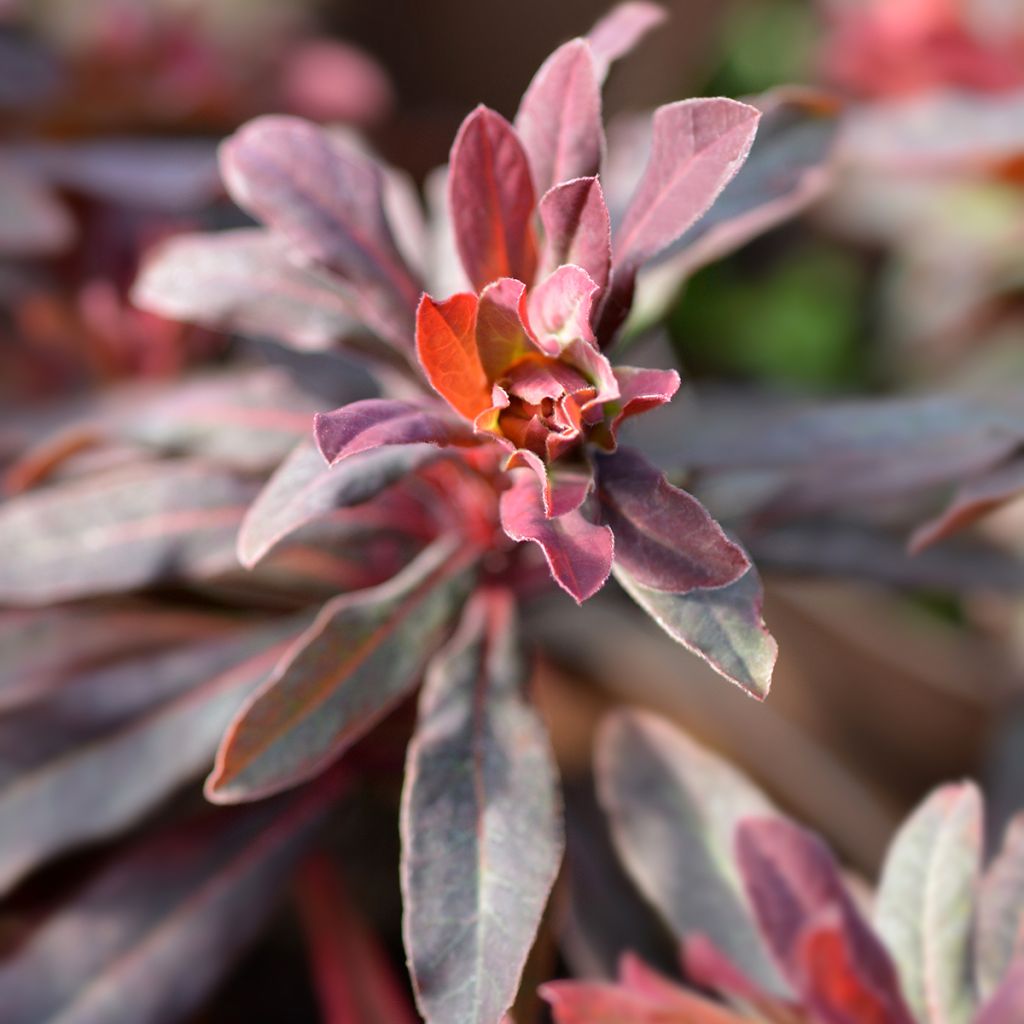 Euphorbia amygdaloides purpurea - Euphorbe des bois pourpre