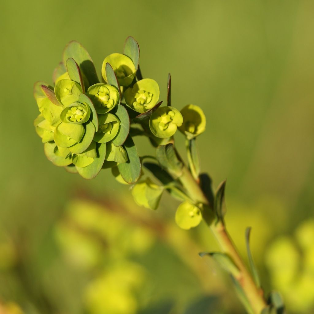 Euphorbe amygdaloïdes var. robbiae