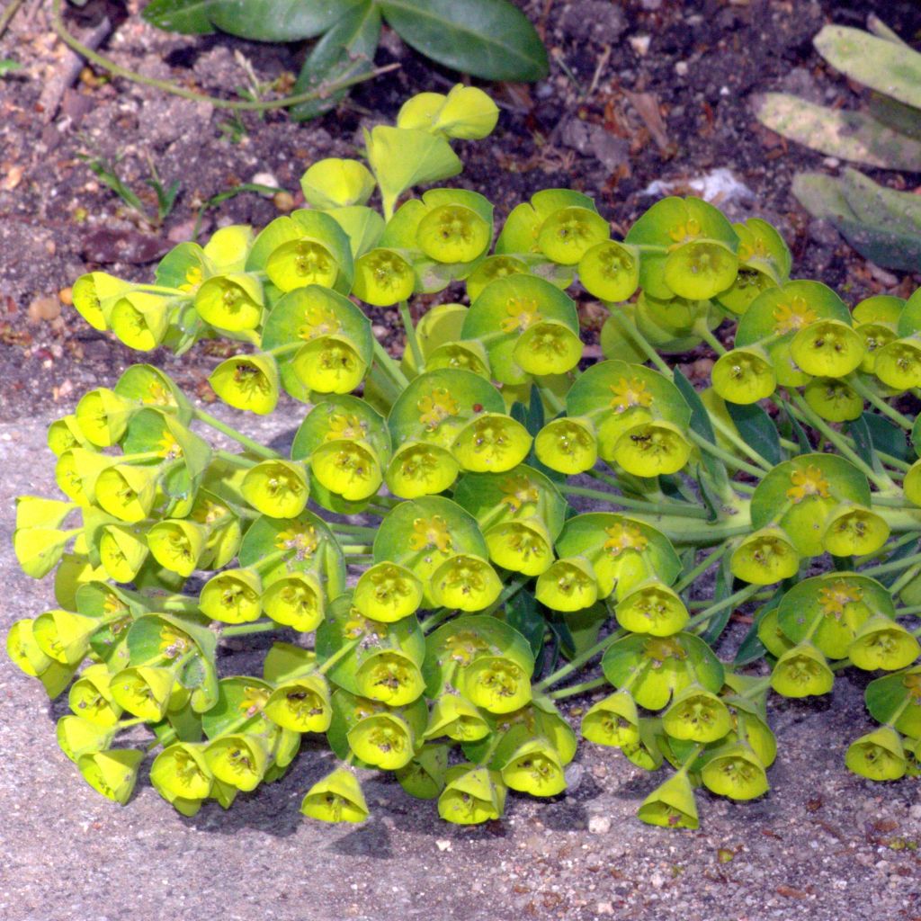 Euphorbe, Euphorbia characias Blue Wonder