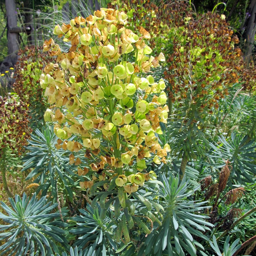 Euphorbe, Euphorbia characias Blue Wonder