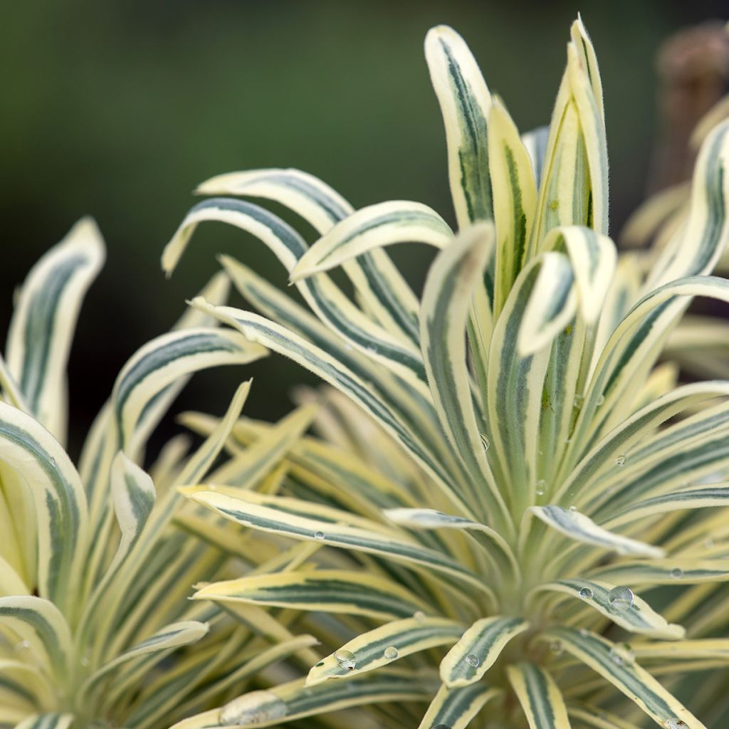 Euphorbia characias Emmer Green - Euphorbe arbustive panachée 