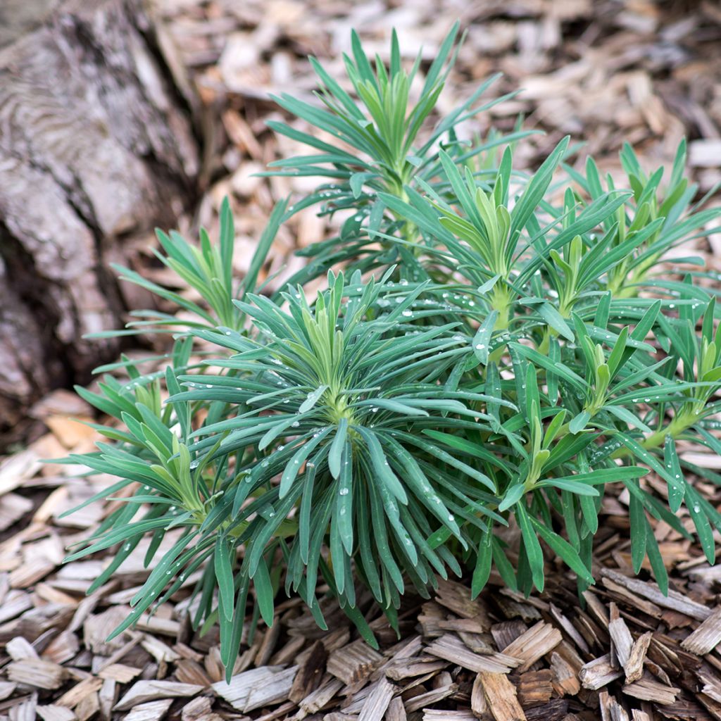 Euphorbia characias - Euphorbe arbustive