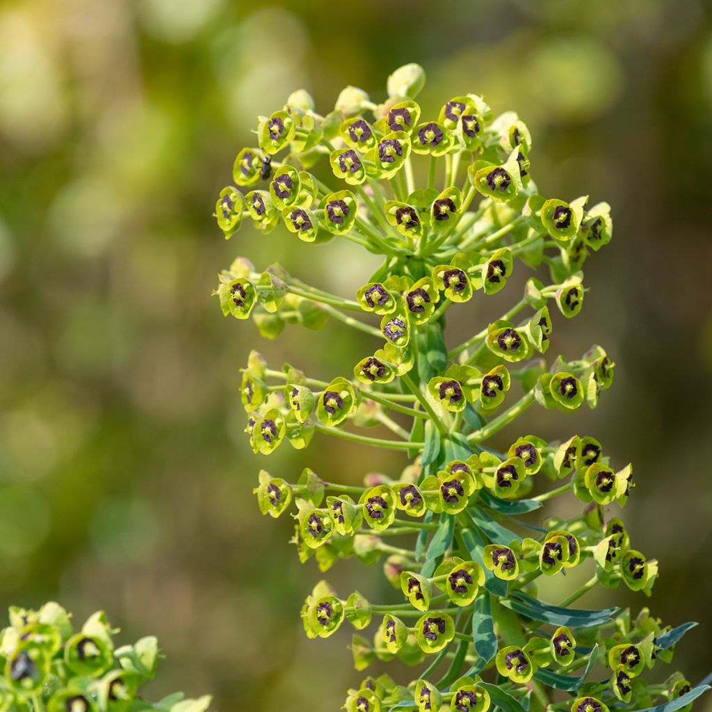 Euphorbia characias - Euphorbe arbustive