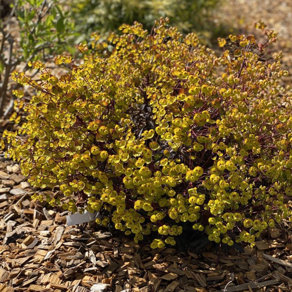 Euphorbia characias Miners Merlot - Euphorbe