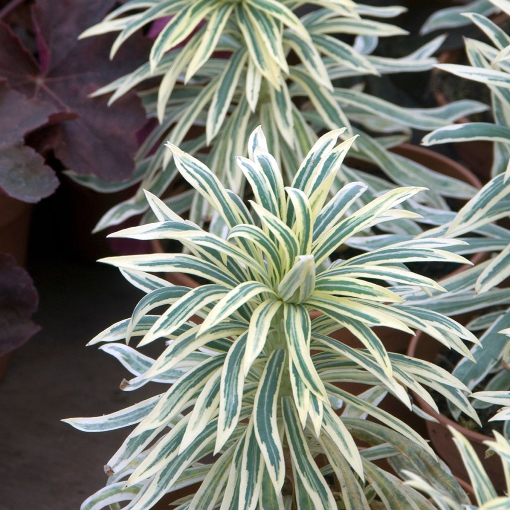 Euphorbia characias Tasmanian Tiger - Euphorbe panachée