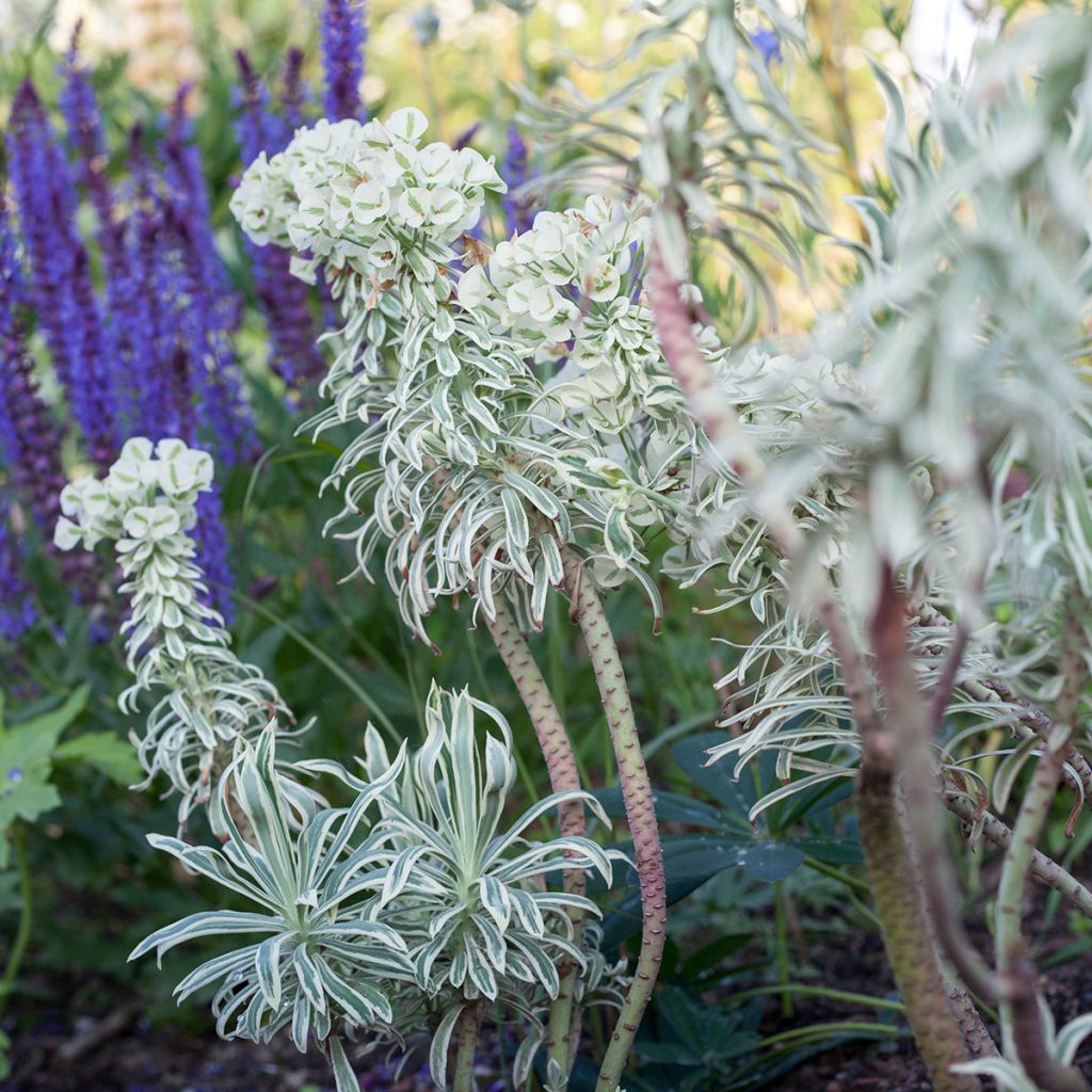 Euphorbia characias Tasmanian Tiger - Euphorbe panachée