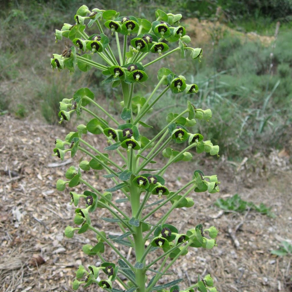 Euphorbe, Euphorbia characias ssp. characias