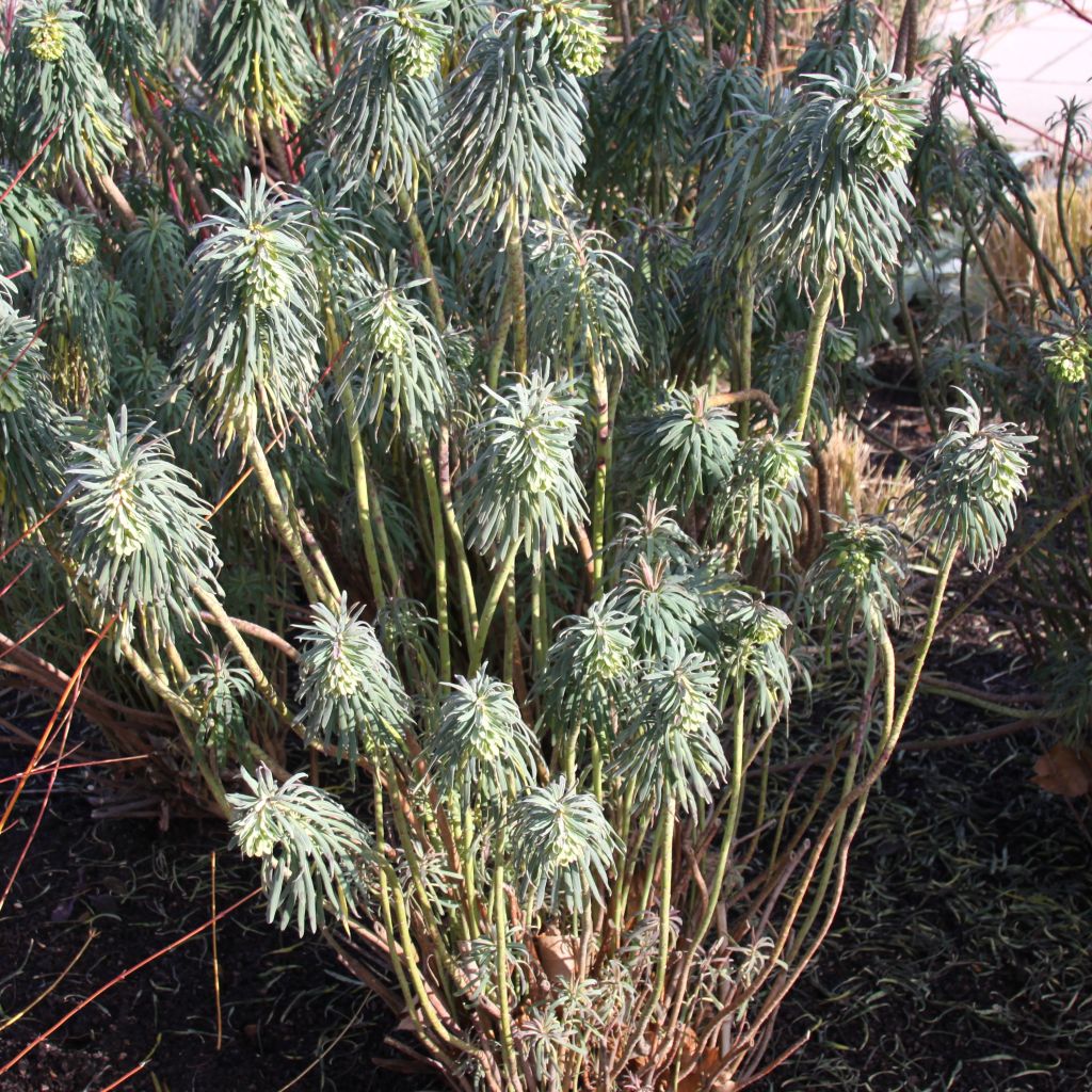 Euphorbe, Euphorbia characias ssp. wulfenii