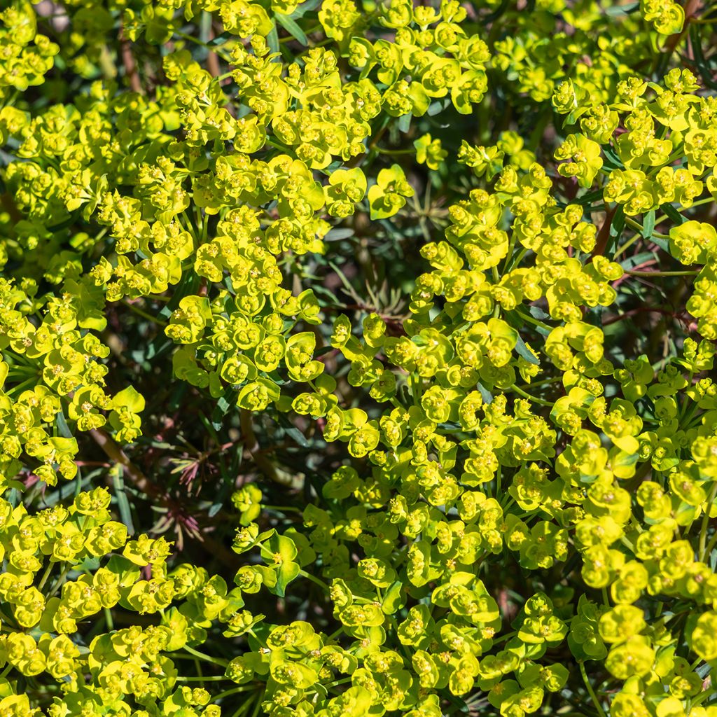 Euphorbia cyparissias Fens Ruby - Euphorbe petit-cyprès
