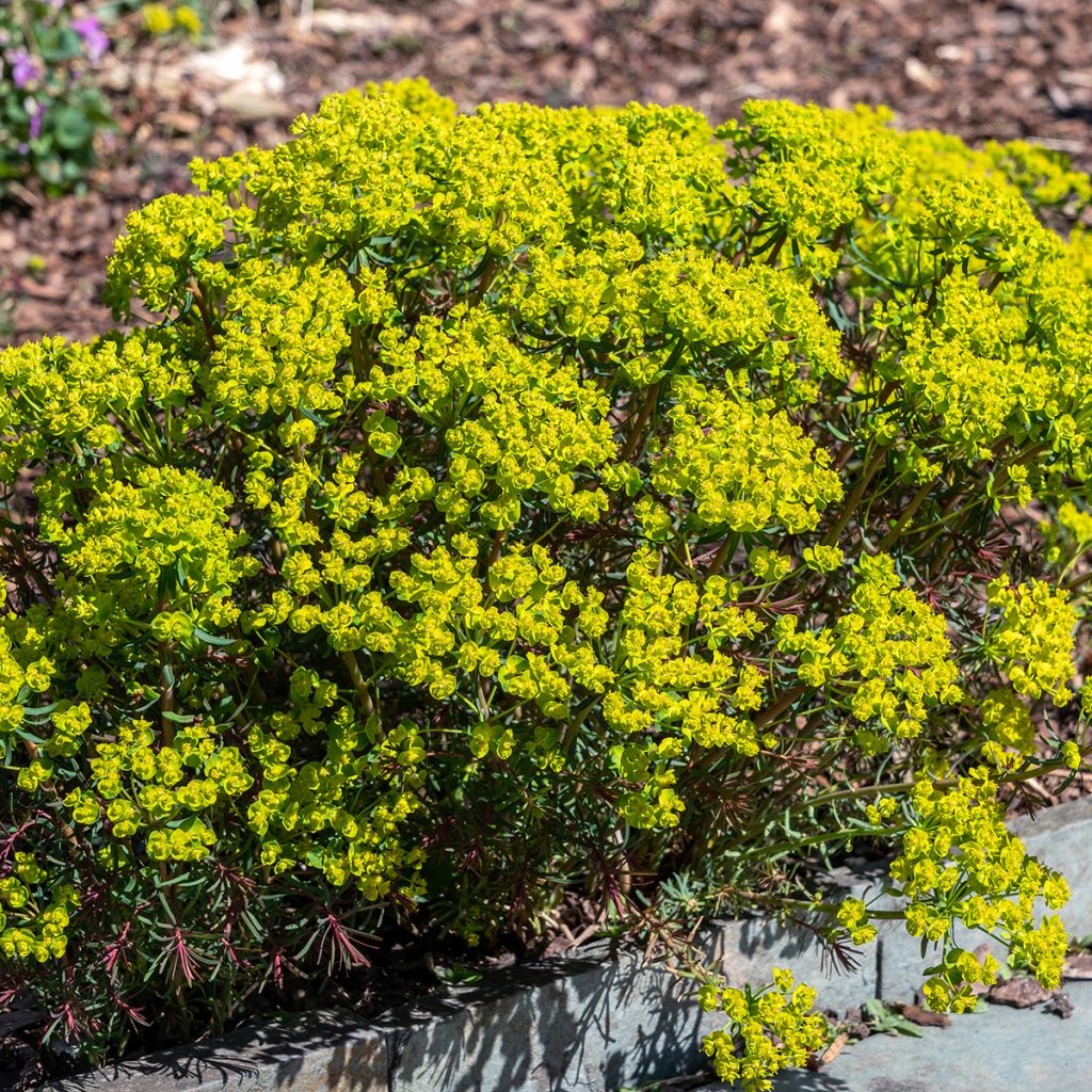 Euphorbia cyparissias Fens Ruby - Euphorbe petit-cyprès