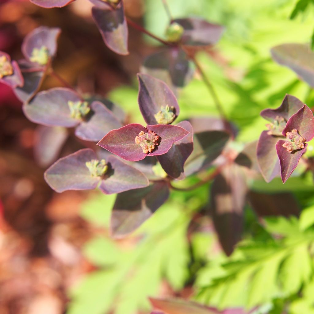 Euphorbia dulcis Chameleon