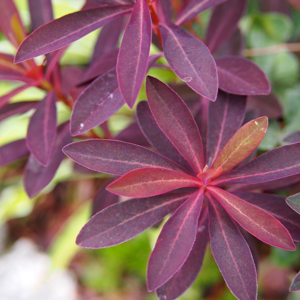 Euphorbia dulcis Chameleon